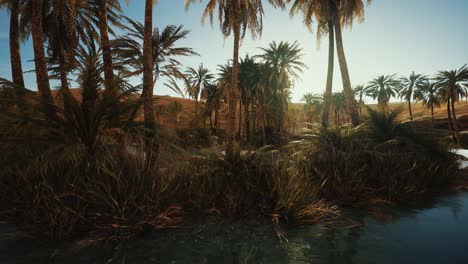 Palm-Trees-in-Sahara-Desert