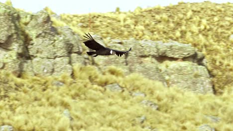 view of an andean condor flying over the mountains of merlo, san luis, argentina