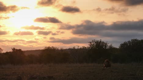 colourful african cloudy sky with peaceful lion resting on savanna