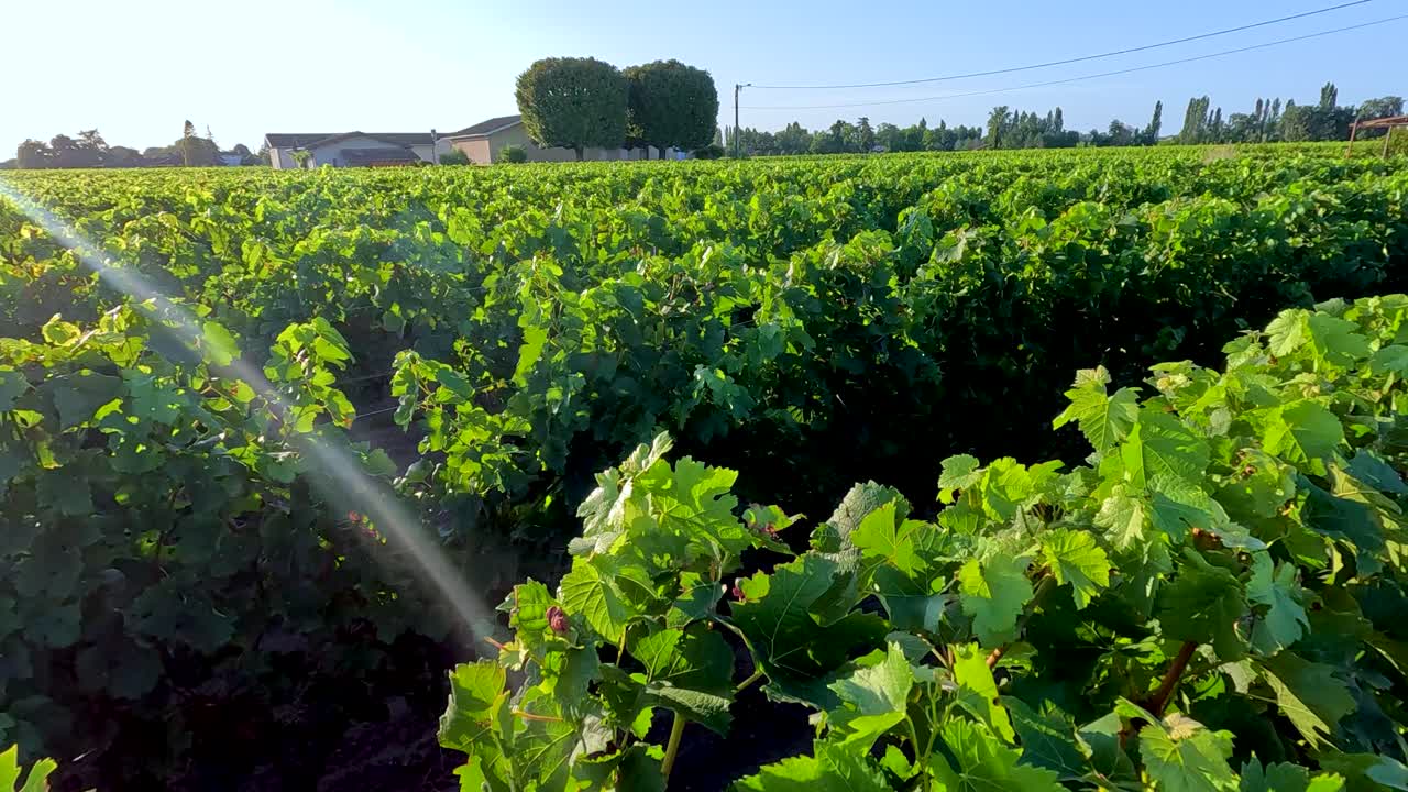 un viñedo exuberante bajo la brillante luz del sol en burdeos