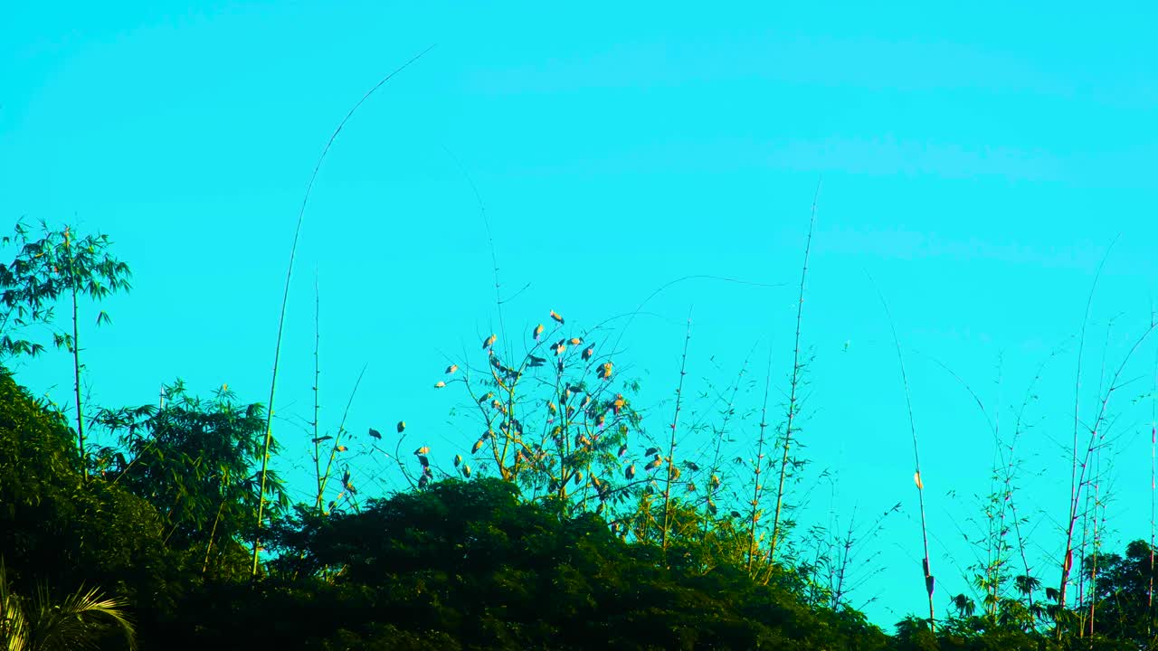 방글라데시 의 은 파란 하늘 을 배경 으로 나무 가지 에 앉아 있는 이동하는 새 들