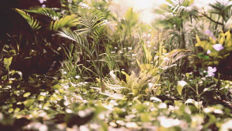 lush green foliage and ferns thriving in a sunlit forest setting