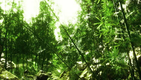 lush green bamboo forest illuminated by soft sunlight in peaceful setting
