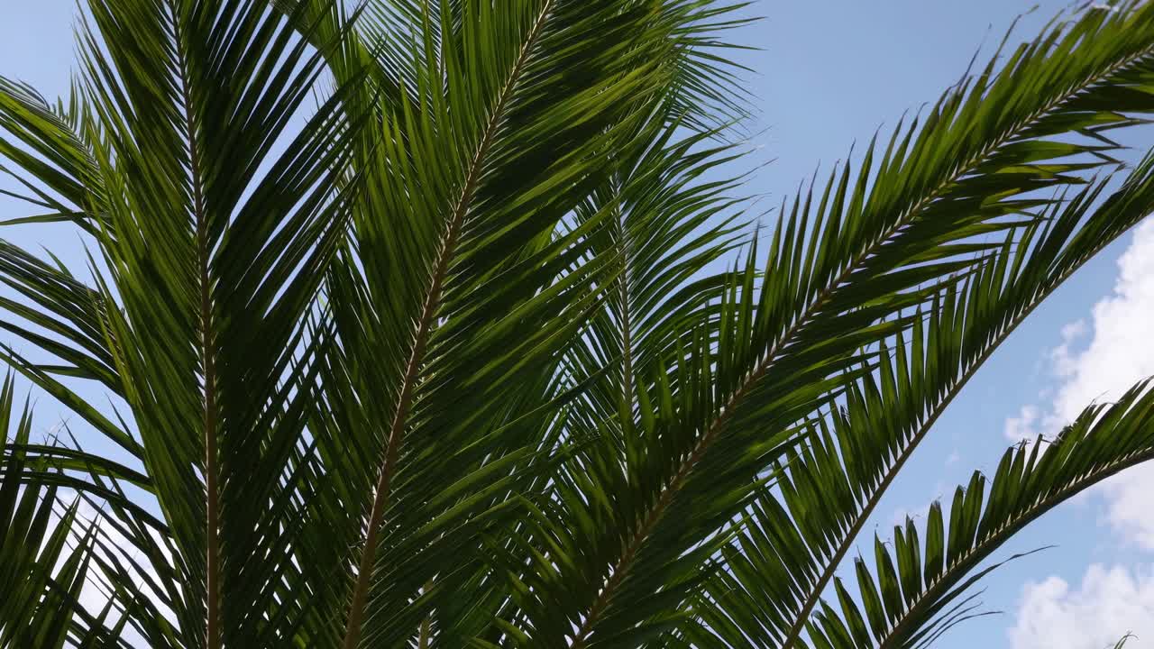 Fronde verdi di palma che ondeggiano dolcemente contro un cielo blu.