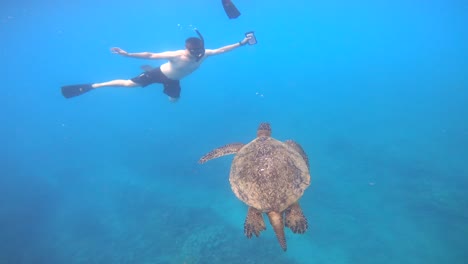 giant green sea turtle swimming underwater in oahu, hawaii, usa