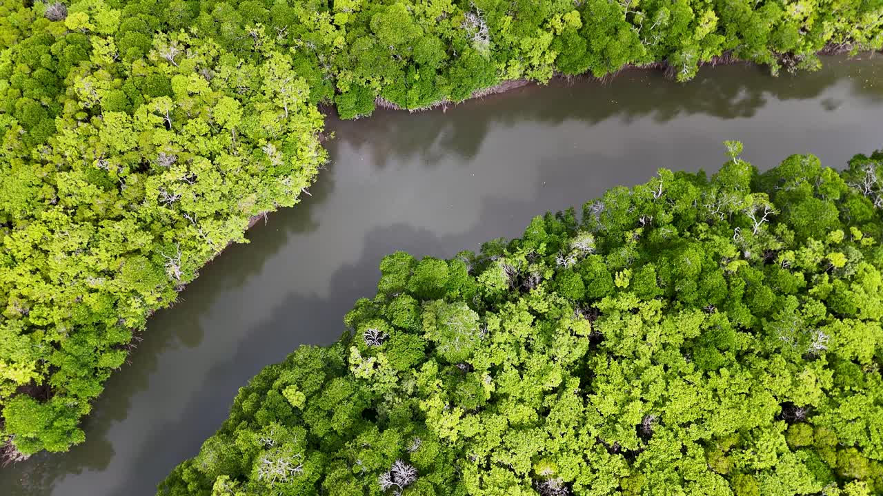 Drone captures vibrant mangrove forest and winding river in tropical Queensland, showcasing lush greenery and serene natural beauty