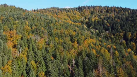 Relaxing-aerial-view-of-autumn-foliage-forest-during-fall-season-in-mountain