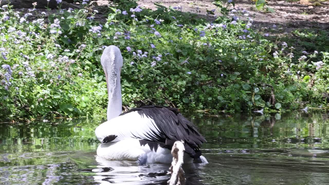 펠리칸은 차분한 물 속에서 새끼와 상호 작용합니다.