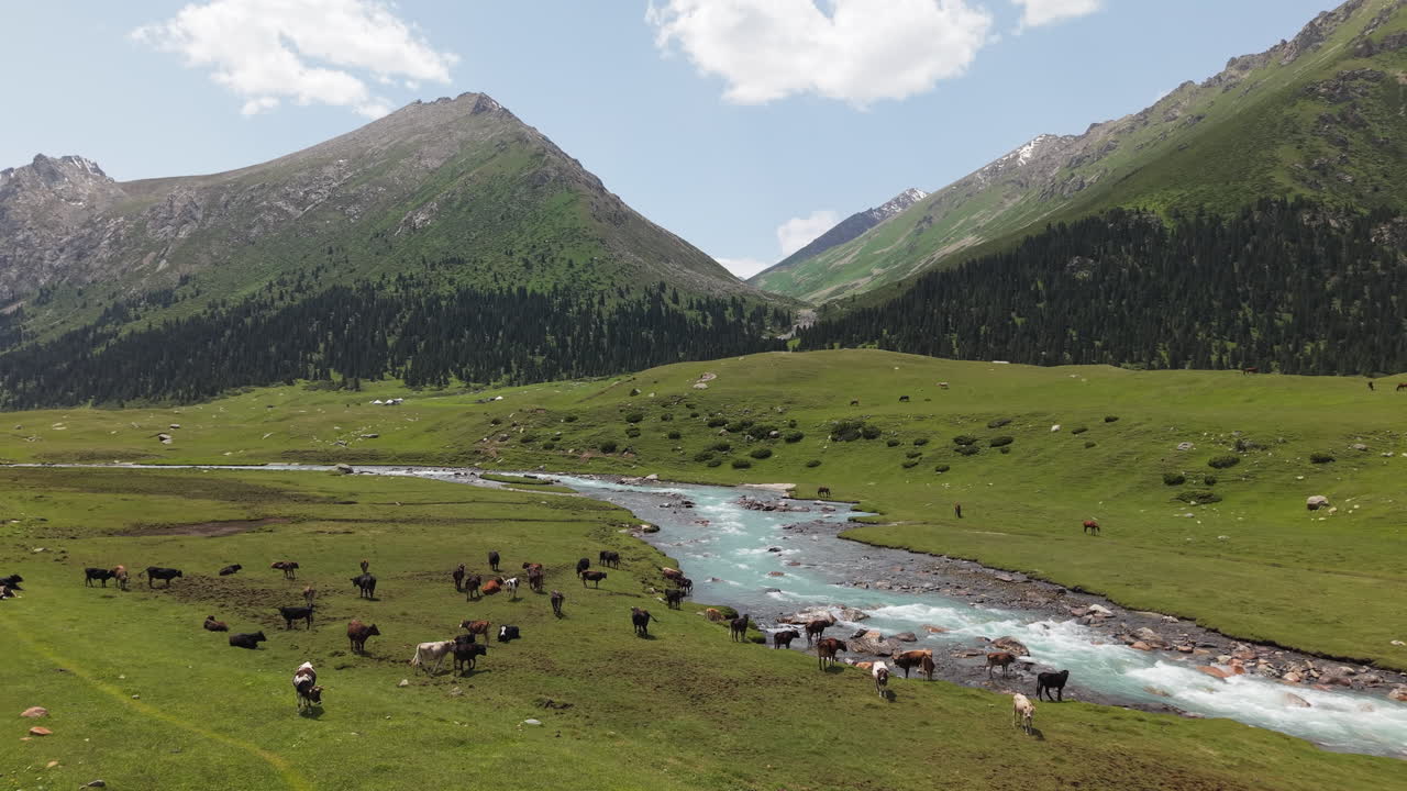 Herd Of Cows Grazing By The Mountain River In Kyrgyzstan - Aerial Drone Shot