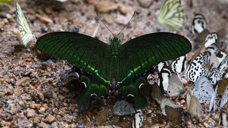 Paris-Peacock-Butterfly,-Papilio-Paris,-is-feeding-on-minerals-on-the-wet-forest-ground-at-Kaeng-Krachan-National-Park-while-other-butterflies-gather-around