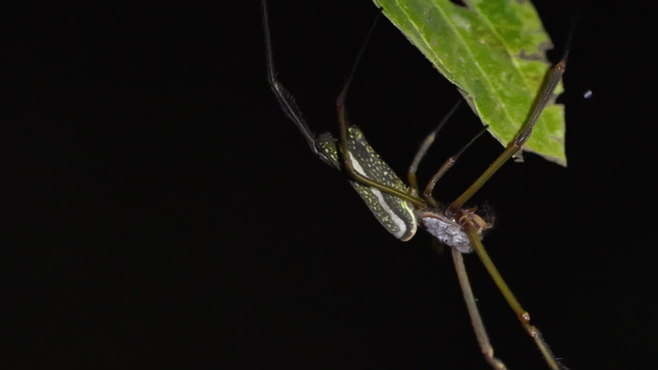 Golden spider moving gracefully on its web at night in the Peruvian jungle. The scene, illuminated by artificial light, captures its delicate movements and intricate web under the dark canopy