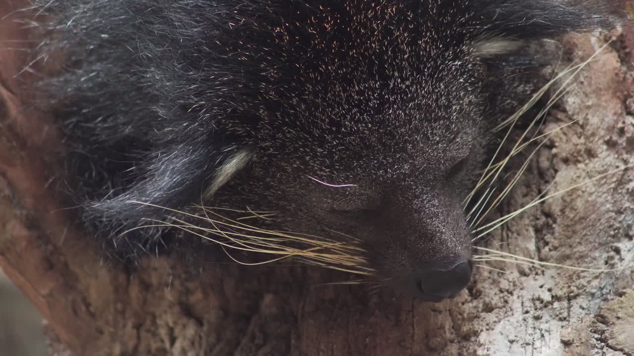 primer plano de binturong mirando a la cámara. estático
