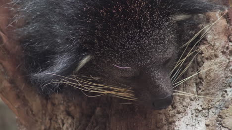 카메라를 보고 binturong 닫습니다. 공전