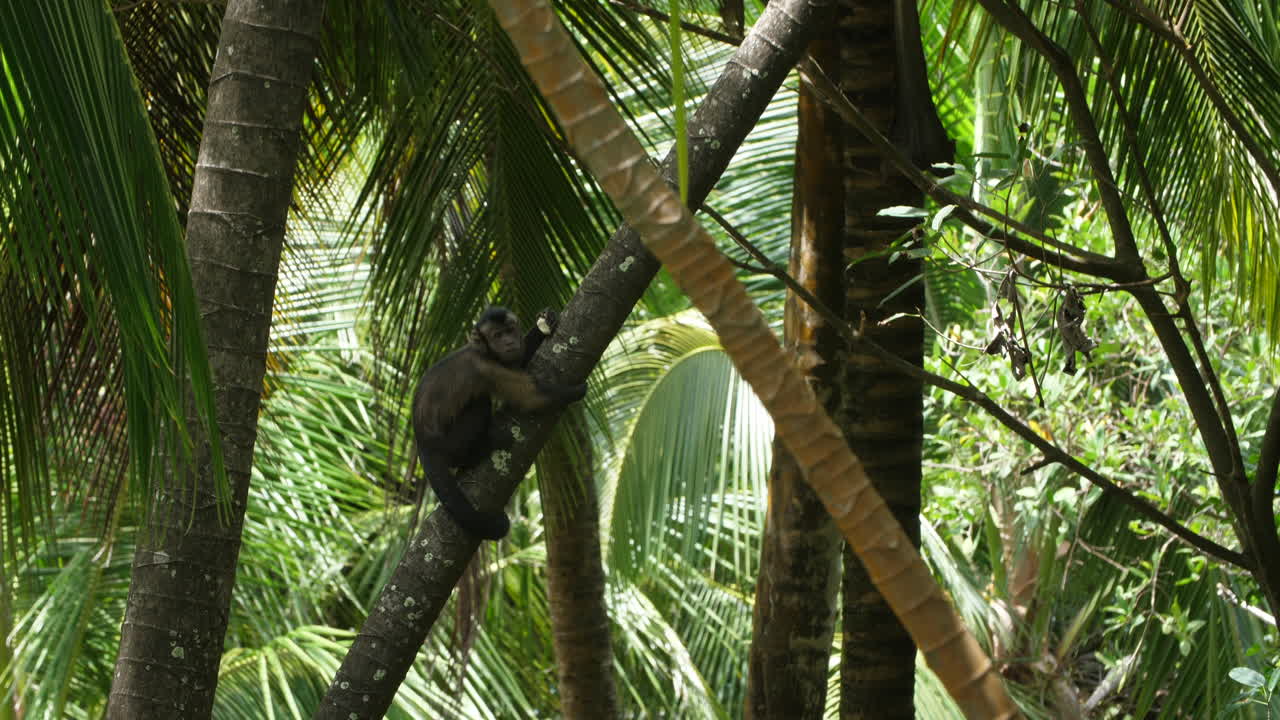 el capuchino de cabeza blanca (cebus capucinus) en un árbol de coco.