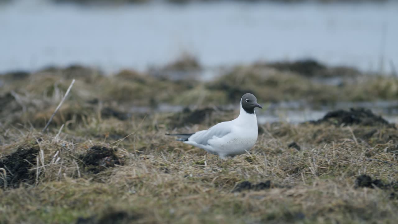 gaviota de cabeza negra caminando en el campo en busca de comida comiendo migración de primavera