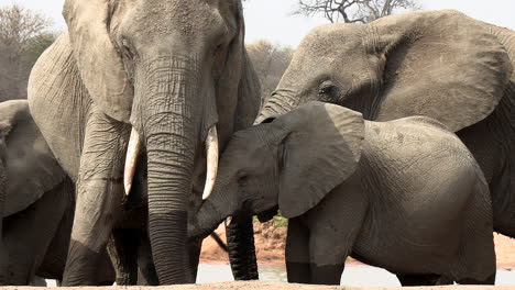 Young-elephant-stands-by-mother-for-comfort-in-sunlight,-close-view