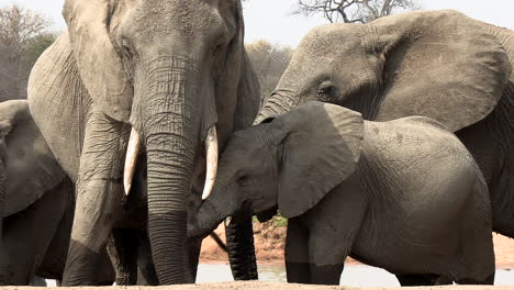 young elephant stands by mother for comfort in sunlight, close view