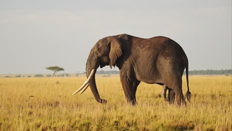 African-Wildlife,-Elephant-in-Maasai-Mara,-Africa,-Kenya-Safari-Animals-of-Large-Male-with-Big-Tusks-Eating-Feeding-and-Grazing-Grasses-in-Beautiful-Light-in-Vast-Wide-Open-Savanna-in-Masai-Mara