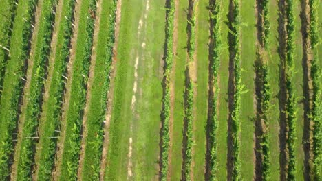 Hautnah-Fliegen-über-Weinberg-In-Slowenien