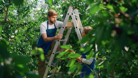farm partners analysing harvest fruit process on summer green farmland talking