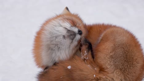 a red fox of japan scratching his head