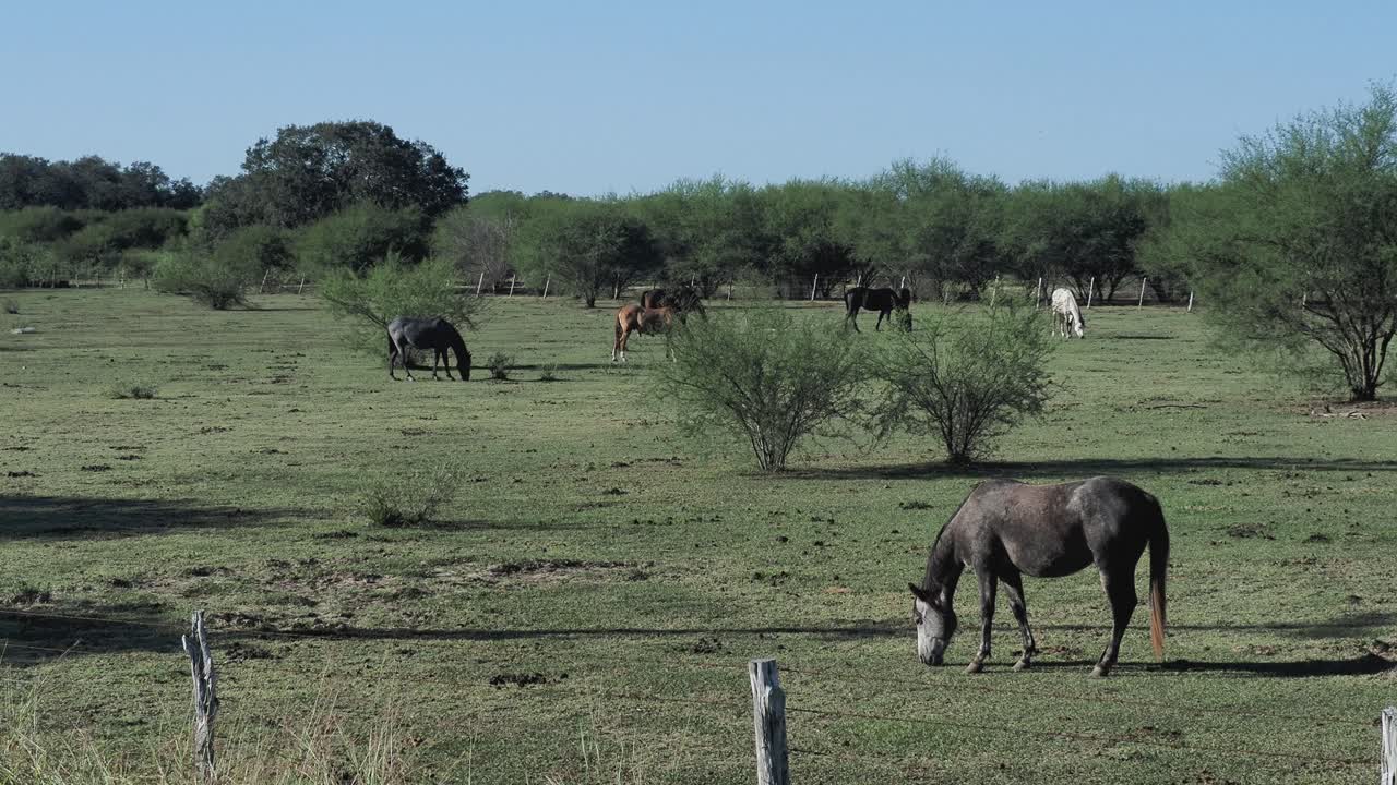caballos pastando en un campo abierto en texas