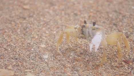 crab sits and then walks away on sandy beach coastline