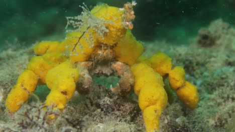 a yellow decorator crab hyastenus elatus  using soft coral sponges to camouflage its shell