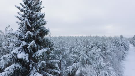 Imágenes-Aéreas-De-Establecimiento-De-árboles-Cubiertos-De-Nieve,-Bosque-De-Pinos-Nórdicos,-Día-De-Invierno-Nublado-Y-Tranquilo,-Tiro-Amplio-De-Drones-Avanzando-Sobre-Las-Copas-De-Los-árboles