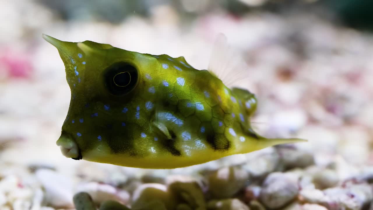 A detailed view of a cowfish hovering above gravel, showcasing its vibrant colors and unique features.