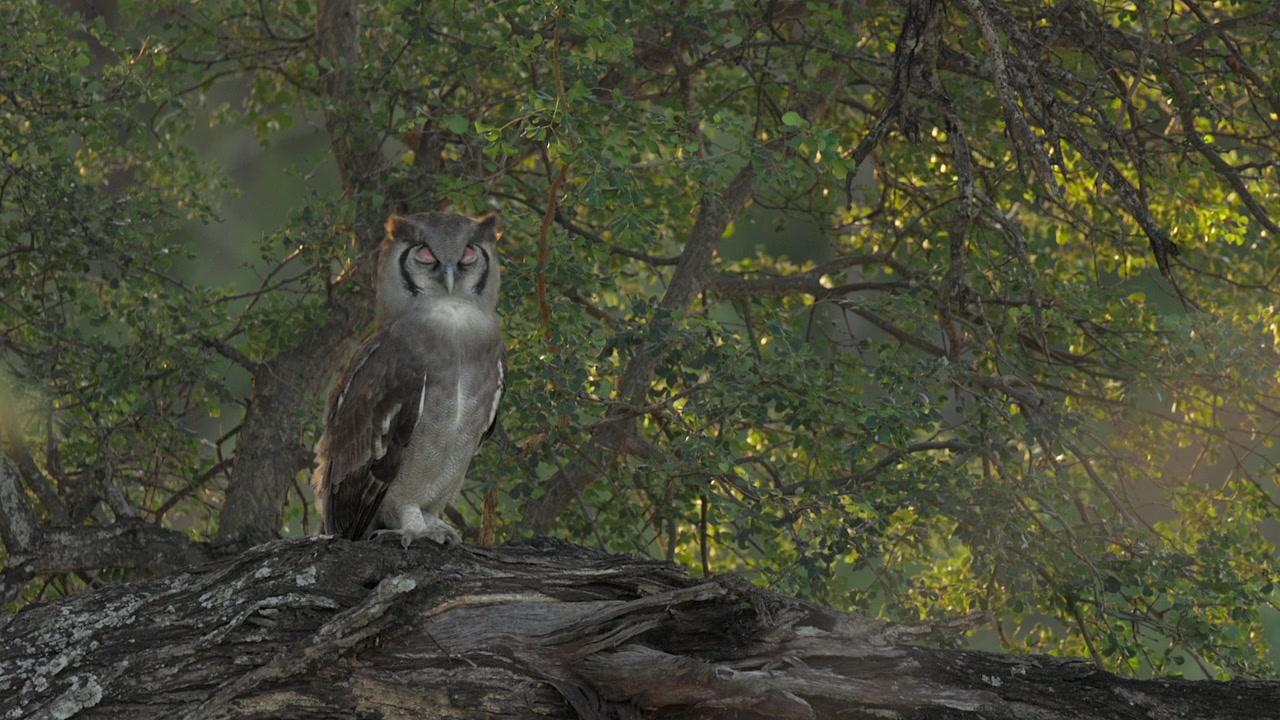 Verreaux's Eagle-owl in tree, surrounded by green leaves, turns head