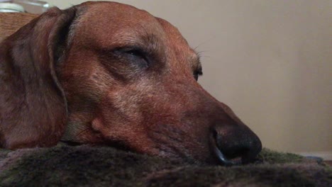 Cara-De-Viejo-Dachshund-Descansando,-Cerrar