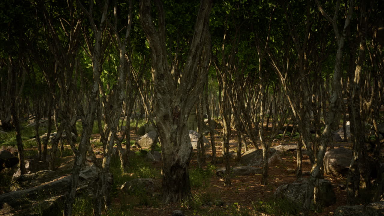 잔디 와 바위 가 있는 어 ⁇  의 숲