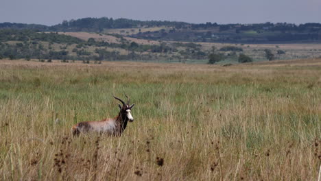 Blessbock-Antilope-Mit-Spiralhörnern-Steht-Allein-In-Der-Afrikanischen-Savanne