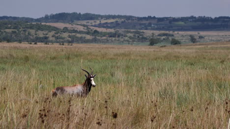 blesbok antelope with spiral horns stands alone in african savanna