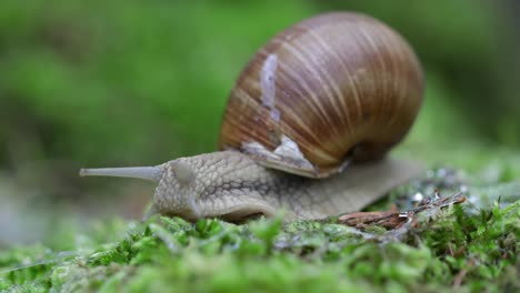helix pomatia also roman snail, burgundy snail