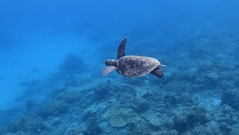 beautiful adolescent green sea turtle slowly swimming across the sea bed in japan, bright blue sea.