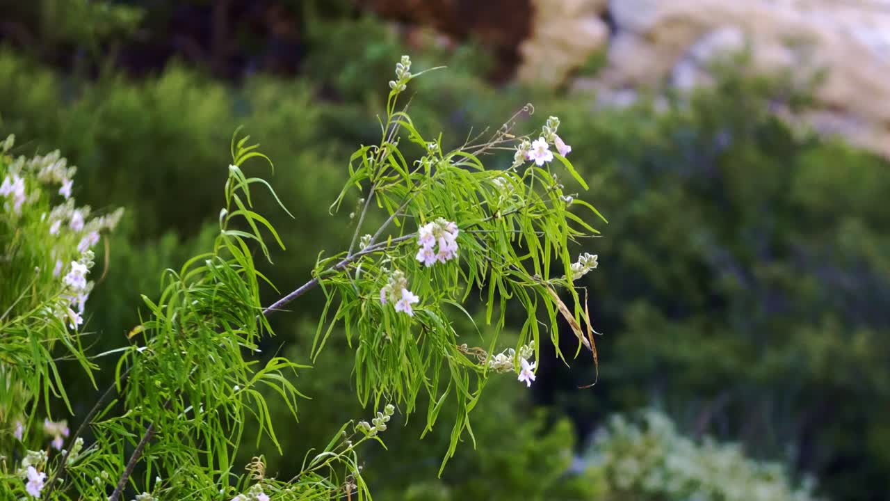 Wind blown pink floral in southwets USA