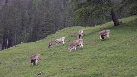 Grazing-cows-stand-on-a-slope-in-a-pasture-meadow-surrounded-by-trees