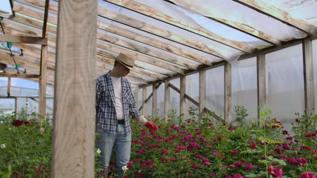 un jardinero está caminando a través de un invernadero con guantes mirando y controlando las rosas cultivadas para su pequeño negocio. florista camina en un invernadero y toca las flores con sus manos