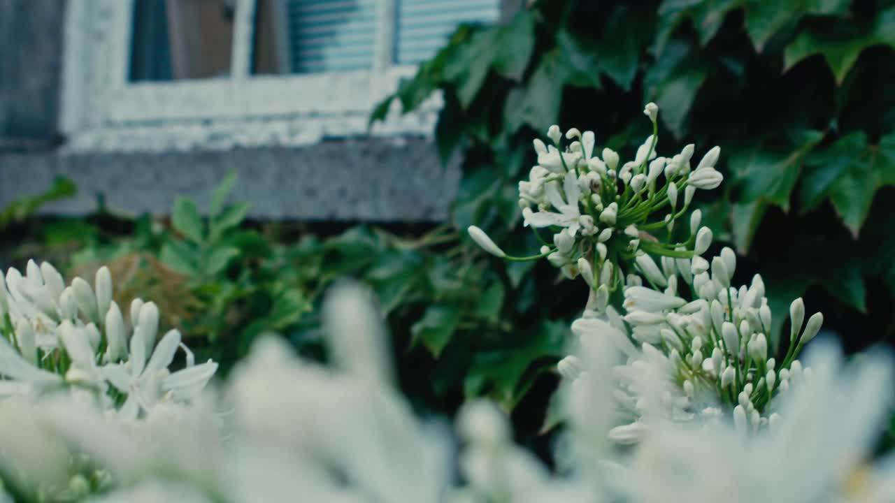 Close-up of white flowers in a garden with green leaves and a house window in the background - Ireland