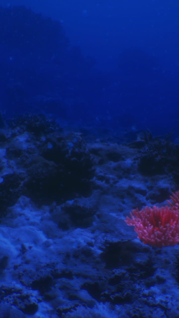 Un coral rojo brillante destaca sobre un fondo de agua azul intenso