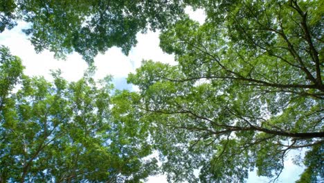 looking up and panning left shot on tree, pov view. beautiful sun's light through tops of trees, sun shines through foliage. "rain
