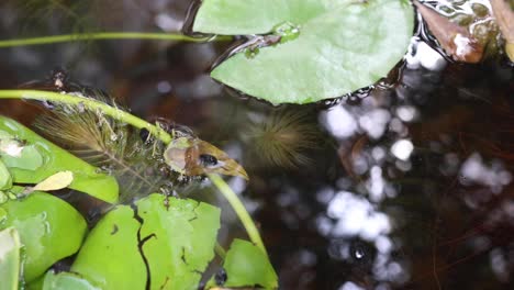 tadpole transforms into a froglet on a leaf.