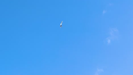 an f-22 raptor performs aerial maneuvers against a clear blue sky at the avalon airshow in geelong, australia