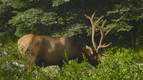 A-lonely-male-deer-are-grazing-in-the-woods-of-Jasper-National-Park,-in-the-country-of-Canada