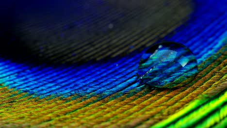 close up or macro of a colorful peacock feather with a drop resting on. the peacock feather full of colors and textures is elegant and decorated.