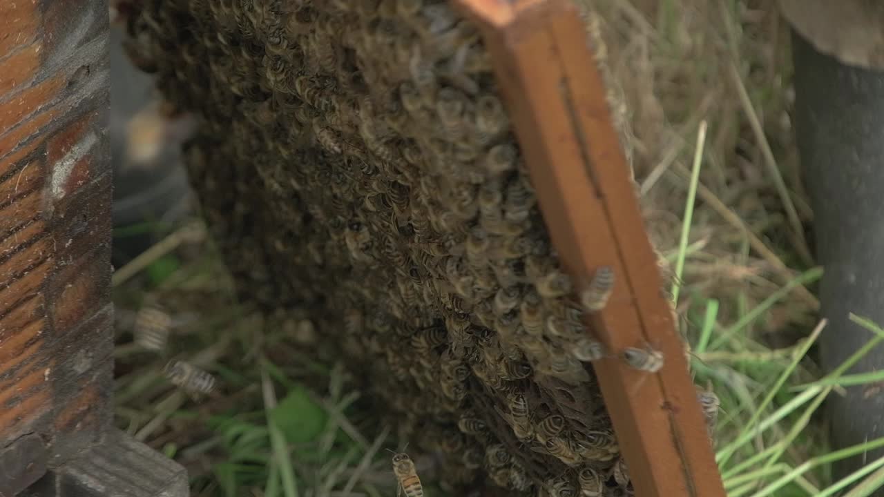 un grupo denso de enjambres de abejas en el nido