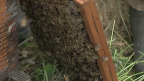 Un-Grupo-Denso-De-Enjambres-De-Abejas-En-El-Nido