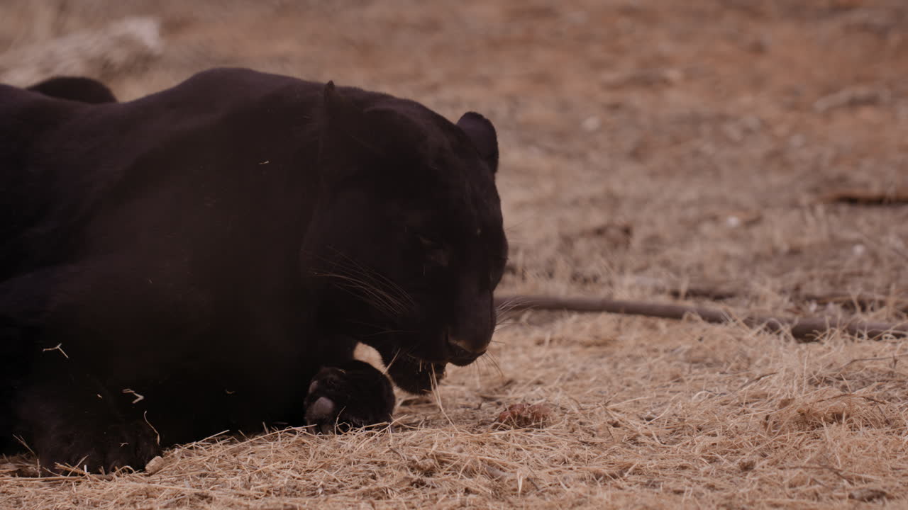 leopardo negro tratando de conseguir heno de la lengua en el santuario de animales